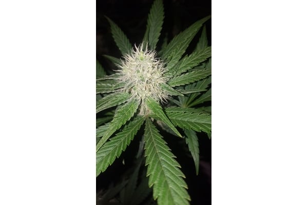 Lemon Power Haze (Zamnesia Seeds) Féminisée Lemon Power Haze (Zamnesia Seeds) Féminisée
