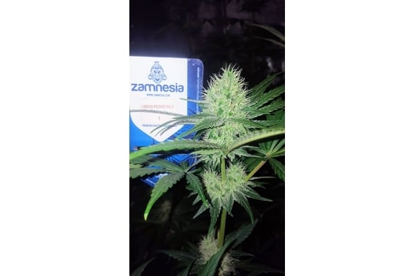 Lemon Power Haze (Zamnesia Seeds) Féminisée Lemon Power Haze (Zamnesia Seeds) Féminisée