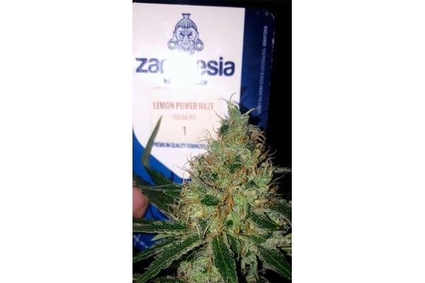 Lemon Power Haze (Zamnesia Seeds) Féminisée Lemon Power Haze (Zamnesia Seeds) Féminisée