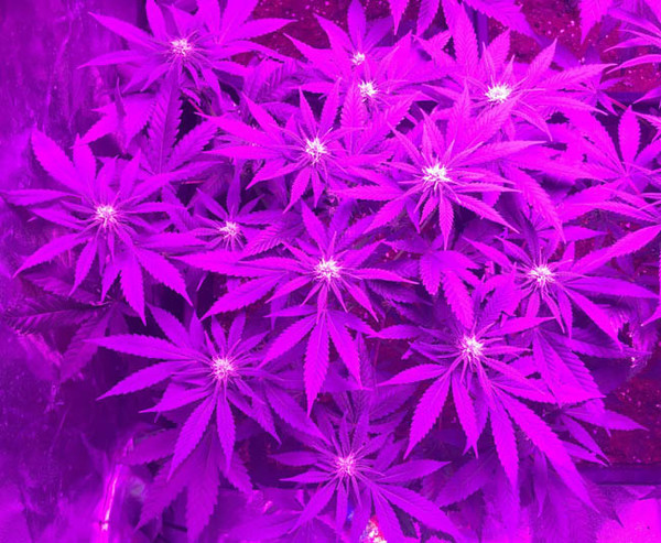 Lemon Power Haze (Zamnesia Seeds) Féminisée Lemon Power Haze (Zamnesia Seeds) Féminisée