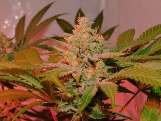 Lemon Power Haze (Zamnesia Seeds) Féminisée Lemon Power Haze (Zamnesia Seeds) Féminisée