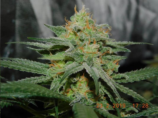 Lemon Power Haze (Zamnesia Seeds) Féminisée Lemon Power Haze (Zamnesia Seeds) Féminisée