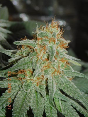 Lemon Power Haze (Zamnesia Seeds) Féminisée Lemon Power Haze (Zamnesia Seeds) Féminisée