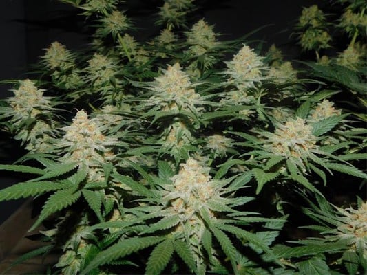 Lemon Power Haze (Zamnesia Seeds) Féminisée Lemon Power Haze (Zamnesia Seeds) Féminisée