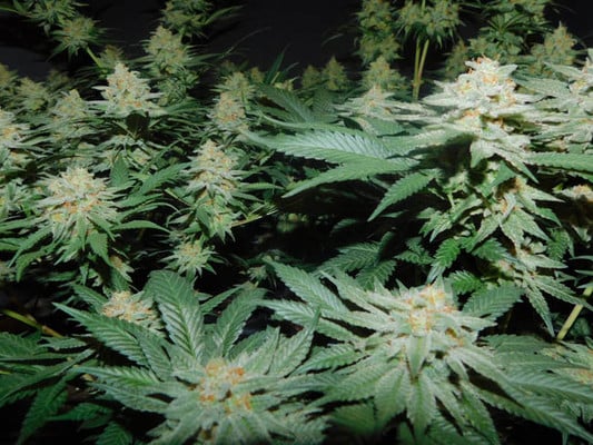 Lemon Power Haze (Zamnesia Seeds) Féminisée Lemon Power Haze (Zamnesia Seeds) Féminisée