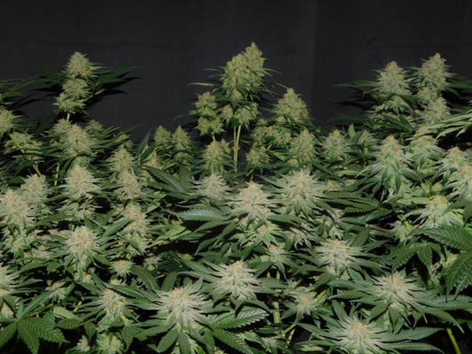 Lemon Power Haze (Zamnesia Seeds) Féminisée Lemon Power Haze (Zamnesia Seeds) Féminisée