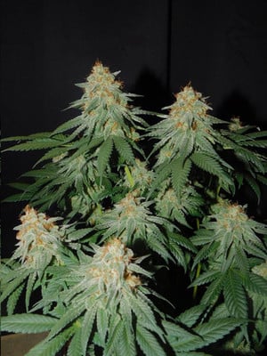 Lemon Power Haze (Zamnesia Seeds) Féminisée Lemon Power Haze (Zamnesia Seeds) Féminisée