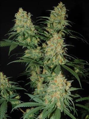Lemon Power Haze (Zamnesia Seeds) Féminisée Lemon Power Haze (Zamnesia Seeds) Féminisée