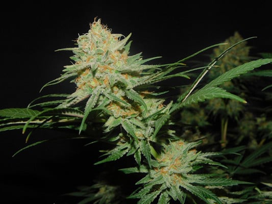 Lemon Power Haze (Zamnesia Seeds) Féminisée Lemon Power Haze (Zamnesia Seeds) Féminisée
