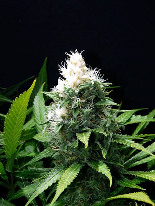 Lemon Power Haze (Zamnesia Seeds) Féminisée Lemon Power Haze (Zamnesia Seeds) Féminisée