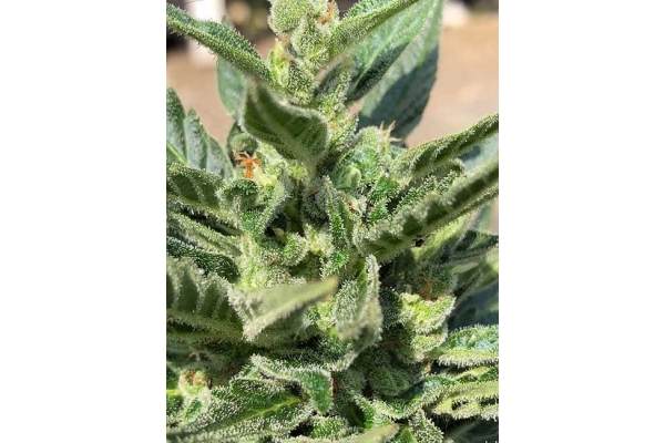 CBD Fix Auto (Zamnesia Seeds) Féminisée CBD Fix Auto (Zamnesia Seeds) Féminisée