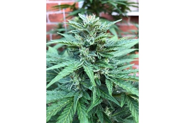 CBD Fix Auto (Zamnesia Seeds) Féminisée CBD Fix Auto (Zamnesia Seeds) Féminisée