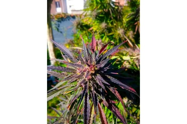 Blue Forest Berry (Growers Choice) féminisée Blue Forest Berry (Growers Choice) féminisée