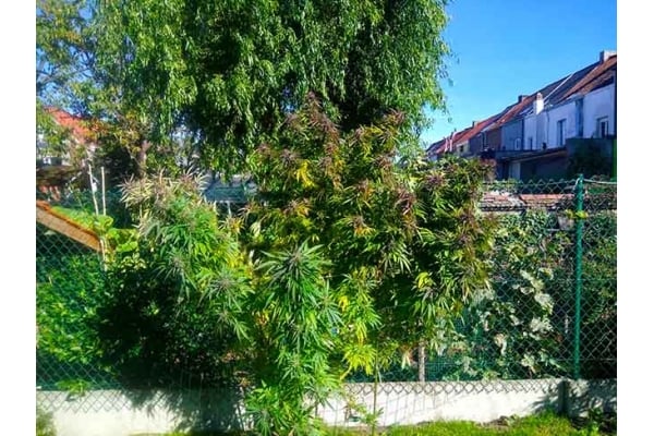 Blue Forest Berry (Growers Choice) féminisée Blue Forest Berry (Growers Choice) féminisée