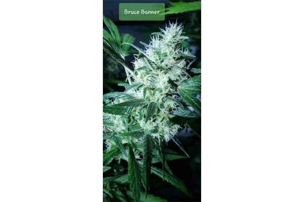 Bruce Banner 3 (Zamnesia Seeds) Féminisée Bruce Banner 3 (Zamnesia Seeds) Féminisée