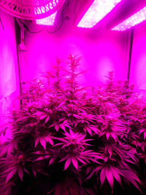 Bruce Banner 3 (Zamnesia Seeds) Féminisée Bruce Banner 3 (Zamnesia Seeds) Féminisée