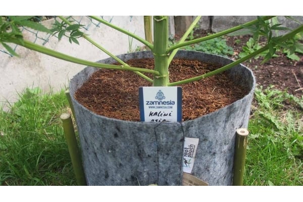 Kalini Asia (Zamnesia Seeds) Féminisée