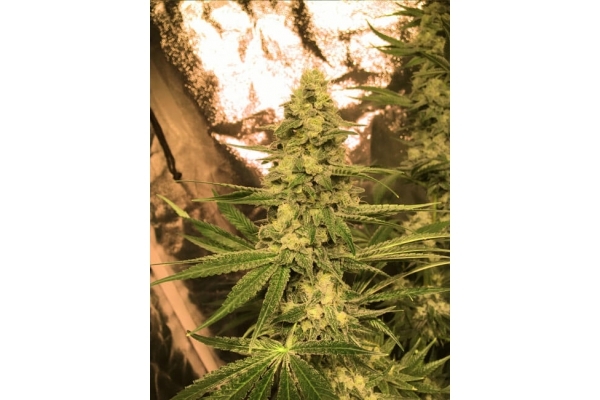 Larry Bird Kush (Zamnesia Seeds) féminisée