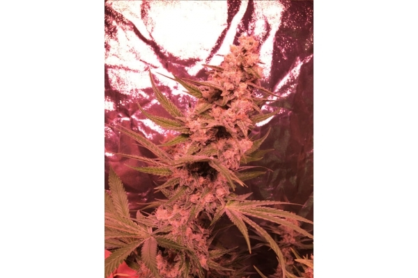 Larry Bird Kush (Zamnesia Seeds) féminisée