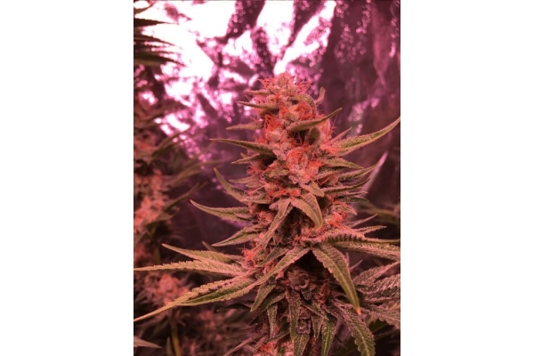 Larry Bird Kush (Zamnesia Seeds) féminisée