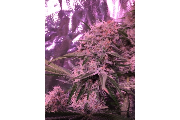 Larry Bird Kush (Zamnesia Seeds) féminisée