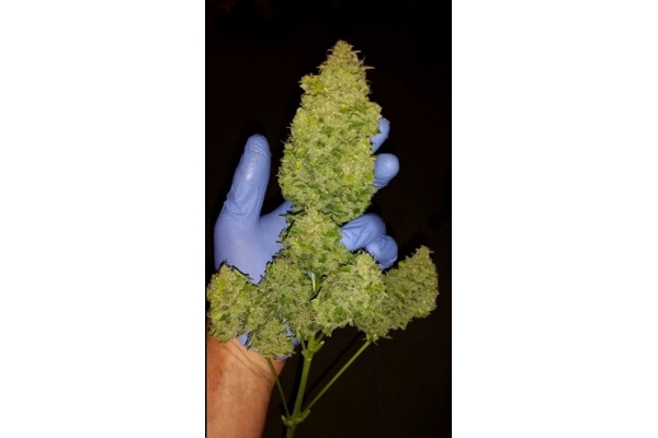 Larry Bird Kush (Zamnesia Seeds) féminisée