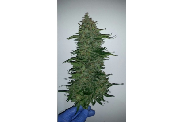 Larry Bird Kush (Zamnesia Seeds) féminisée