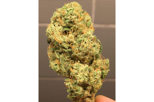 Larry Bird Kush (Zamnesia Seeds) féminisée
