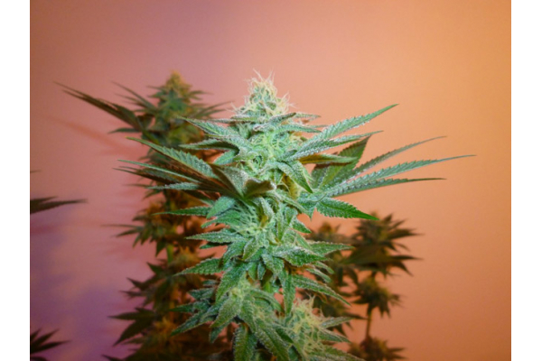 Larry Bird Kush (Zamnesia Seeds) féminisée