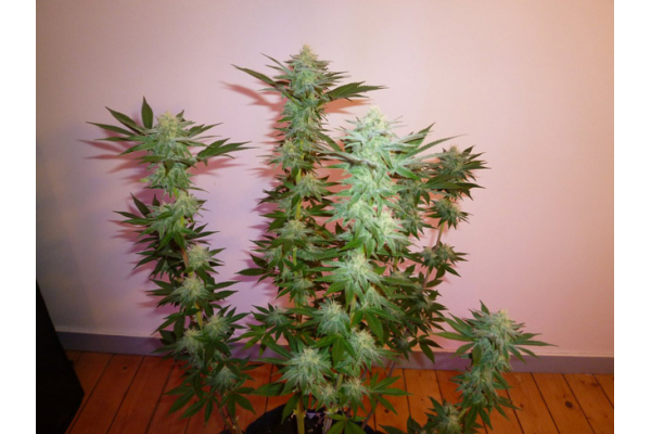 Larry Bird Kush (Zamnesia Seeds) féminisée