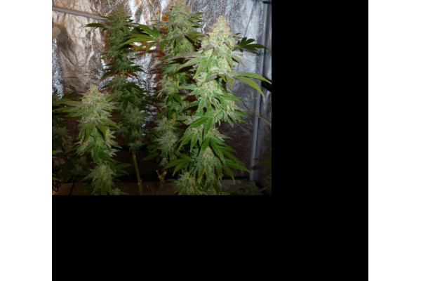 Larry Bird Kush (Zamnesia Seeds) féminisée