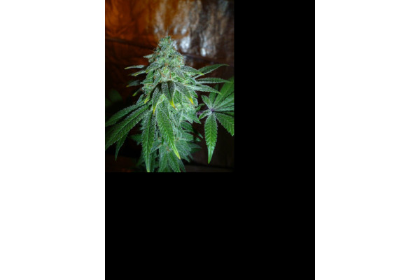 Larry Bird Kush (Zamnesia Seeds) féminisée