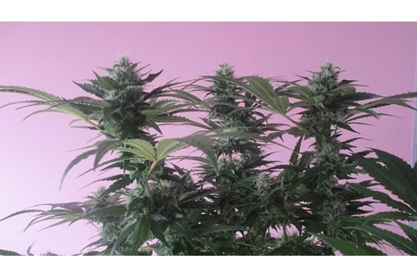 Sticky Beast (Zamnesia Seeds) féminisée Sticky Beast (Zamnesia Seeds) féminisée
