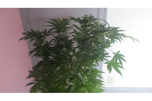 Sticky Beast (Zamnesia Seeds) féminisée Sticky Beast (Zamnesia Seeds) féminisée