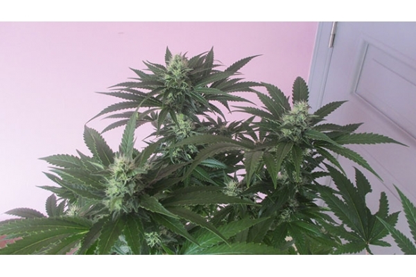 Sticky Beast (Zamnesia Seeds) féminisée Sticky Beast (Zamnesia Seeds) féminisée
