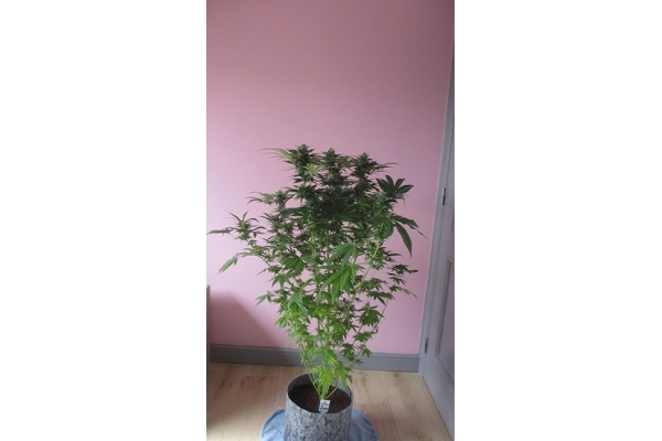 Sticky Beast (Zamnesia Seeds) féminisée Sticky Beast (Zamnesia Seeds) féminisée