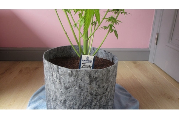 Sticky Beast (Zamnesia Seeds) féminisée Sticky Beast (Zamnesia Seeds) féminisée