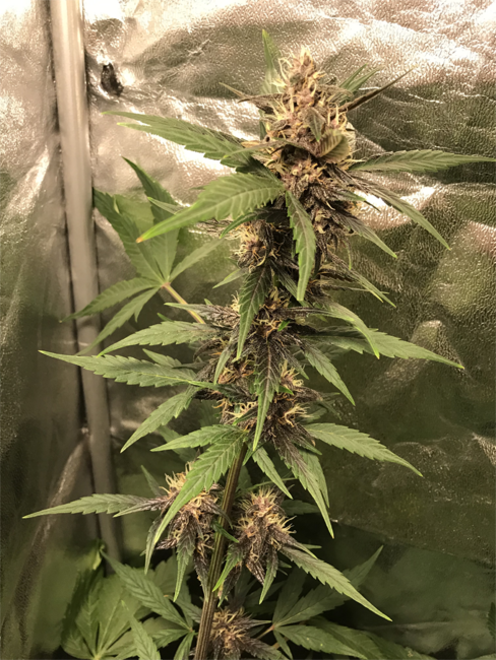 Auto Purple CousKush (Zamnesia Seeds) Féminisée Auto Purple CousKush (Zamnesia Seeds) Féminisée