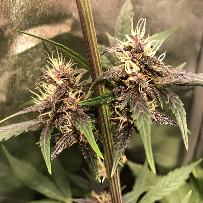 Auto Purple CousKush (Zamnesia Seeds) Féminisée Auto Purple CousKush (Zamnesia Seeds) Féminisée