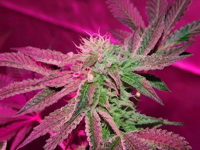 Gelato (Zamnesia Seeds) féminisée Gelato (Zamnesia Seeds) féminisée