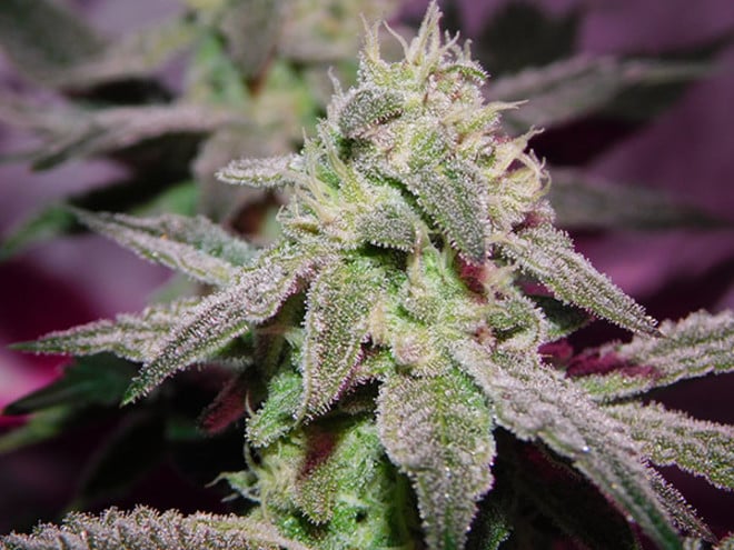 Gelato (Zamnesia Seeds) féminisée Gelato (Zamnesia Seeds) féminisée