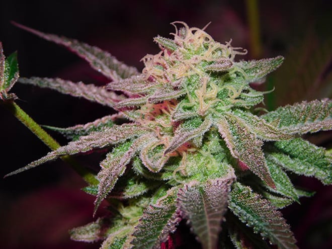 Gelato (Zamnesia Seeds) féminisée Gelato (Zamnesia Seeds) féminisée