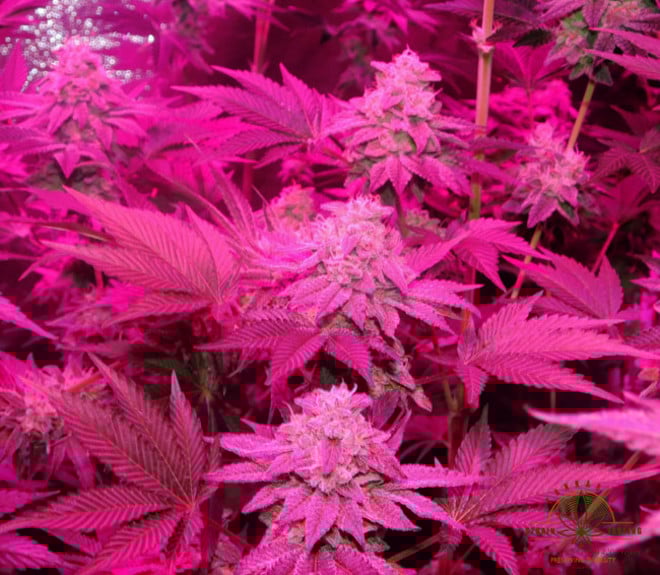 Gelato (Zamnesia Seeds) féminisée Gelato (Zamnesia Seeds) féminisée