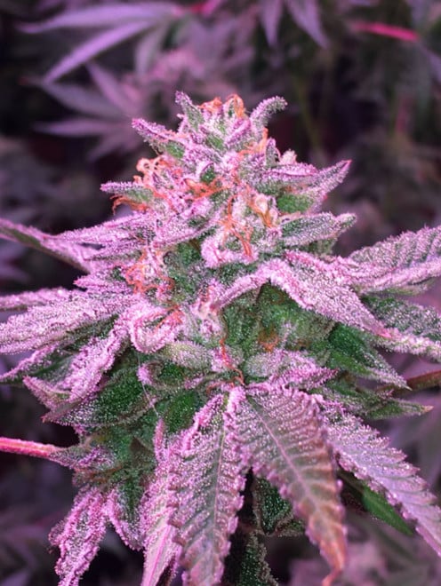 Gelato (Zamnesia Seeds) féminisée Gelato (Zamnesia Seeds) féminisée