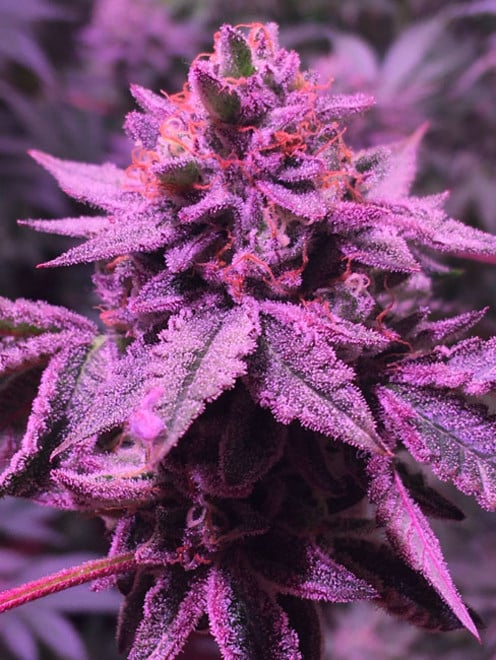 Gelato (Zamnesia Seeds) féminisée Gelato (Zamnesia Seeds) féminisée