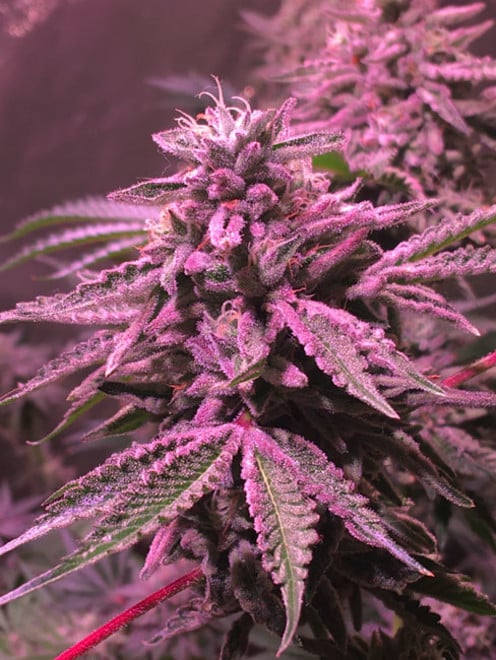 Gelato (Zamnesia Seeds) féminisée Gelato (Zamnesia Seeds) féminisée