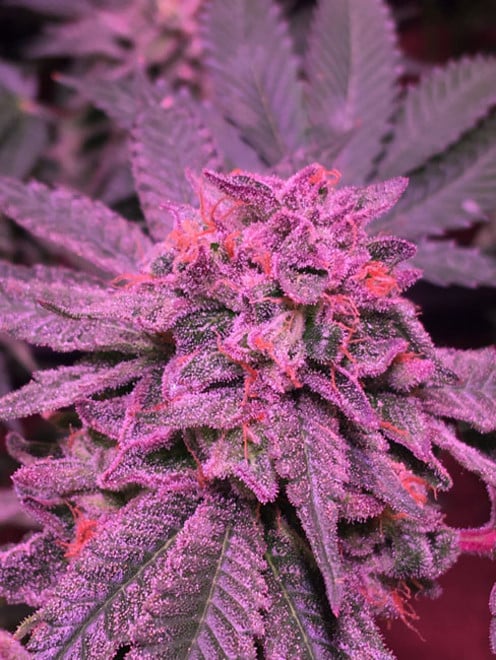 Gelato (Zamnesia Seeds) féminisée Gelato (Zamnesia Seeds) féminisée