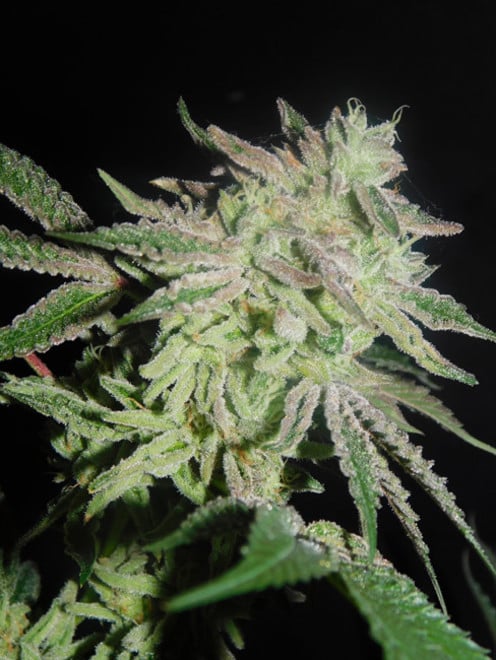 Gelato (Zamnesia Seeds) féminisée Gelato (Zamnesia Seeds) féminisée