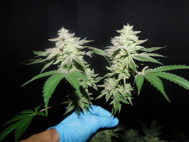 Gelato (Zamnesia Seeds) féminisée Gelato (Zamnesia Seeds) féminisée