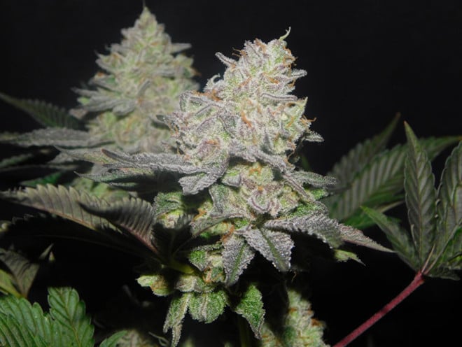 Gelato (Zamnesia Seeds) féminisée Gelato (Zamnesia Seeds) féminisée